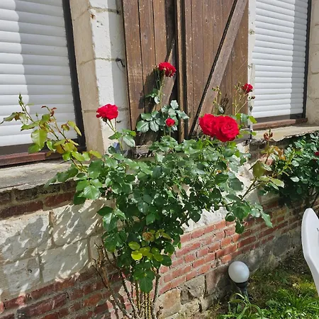 Les Roses Du Souvenir Mailly-Maillet